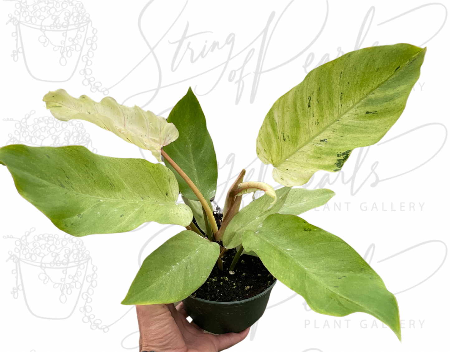 Philodendron 'Snowdrift'