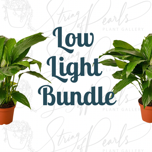 Low Light Bundle