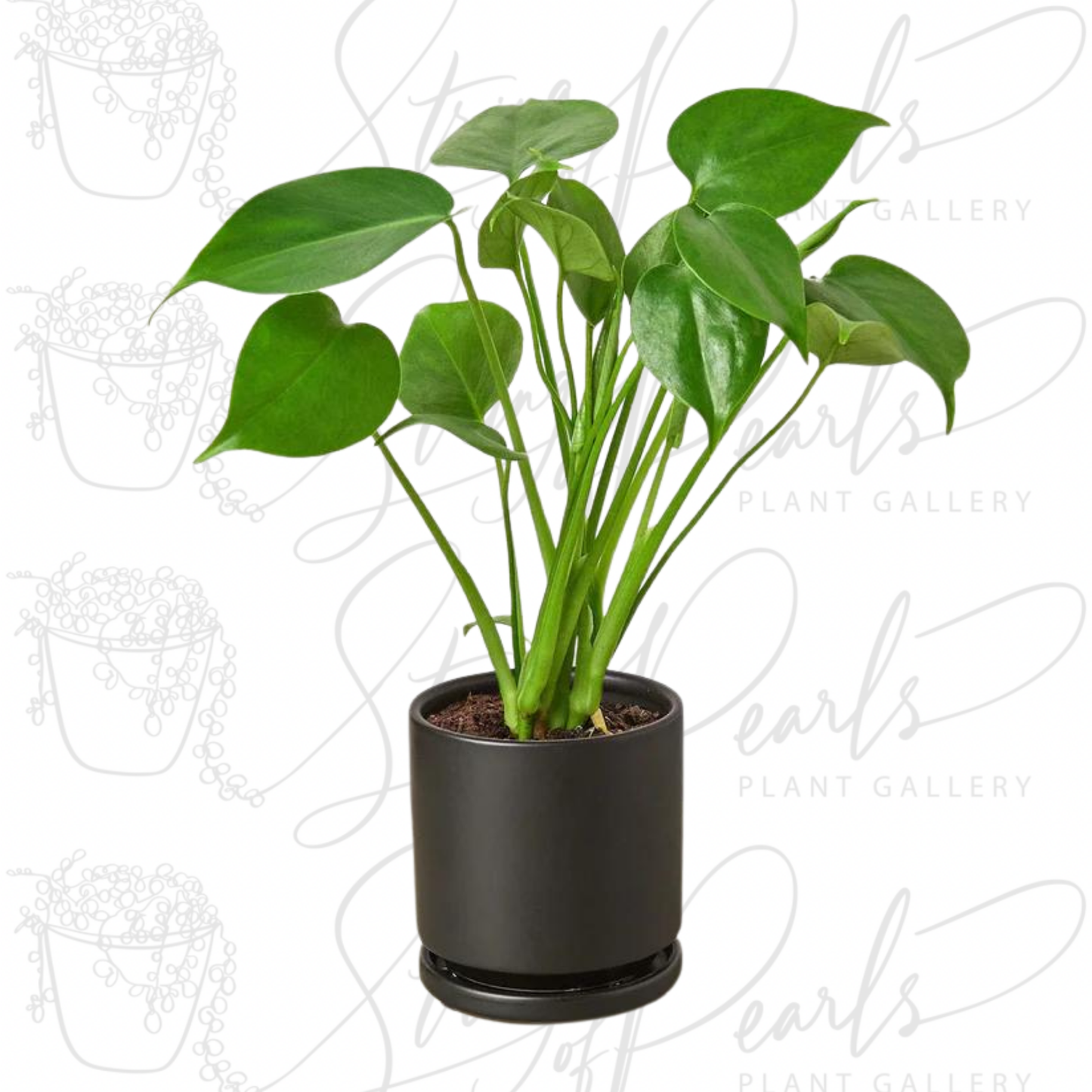 Philodendron Monstera Split-Leaf