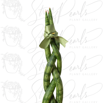 Snake Plant Braided