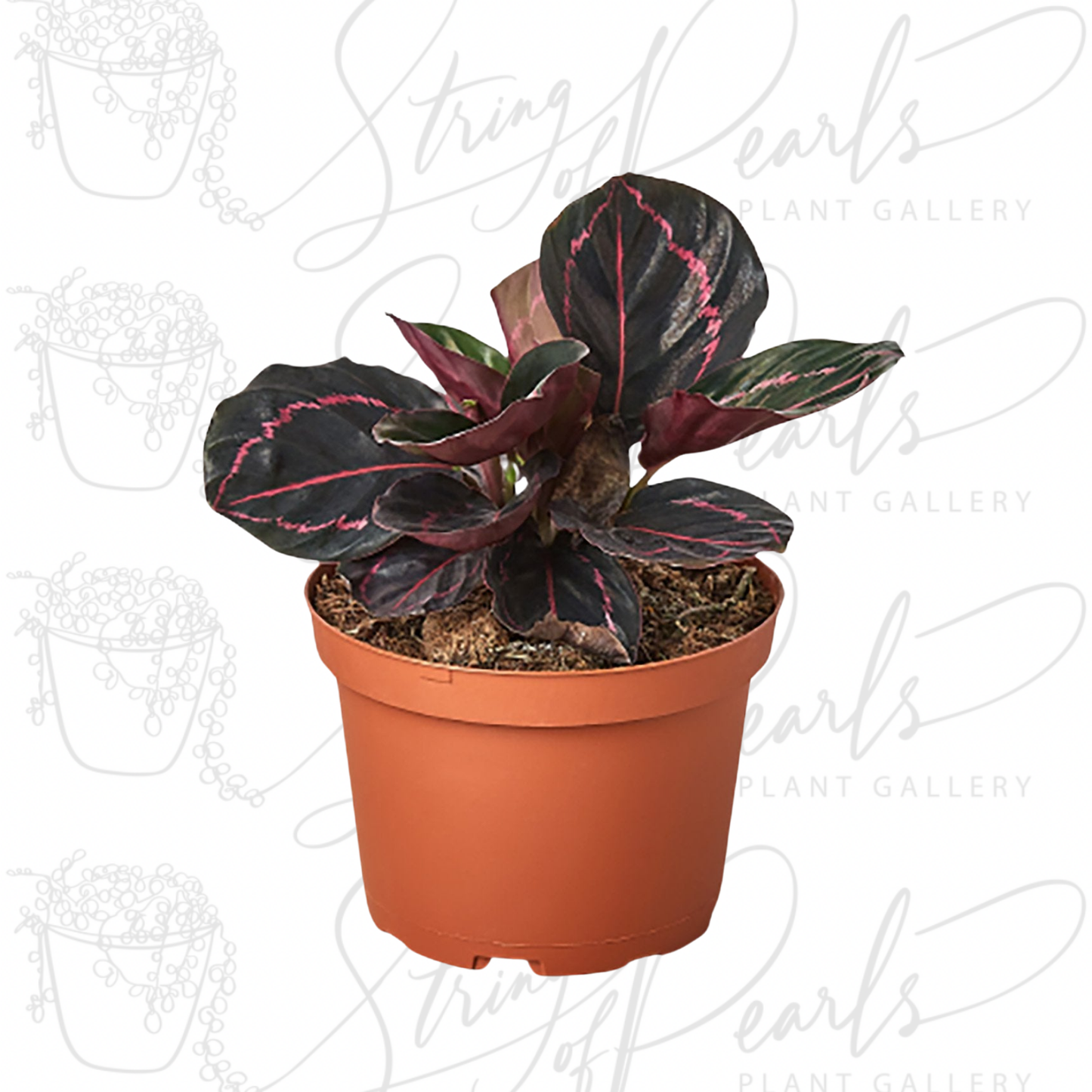 Calathea 'Dottie'