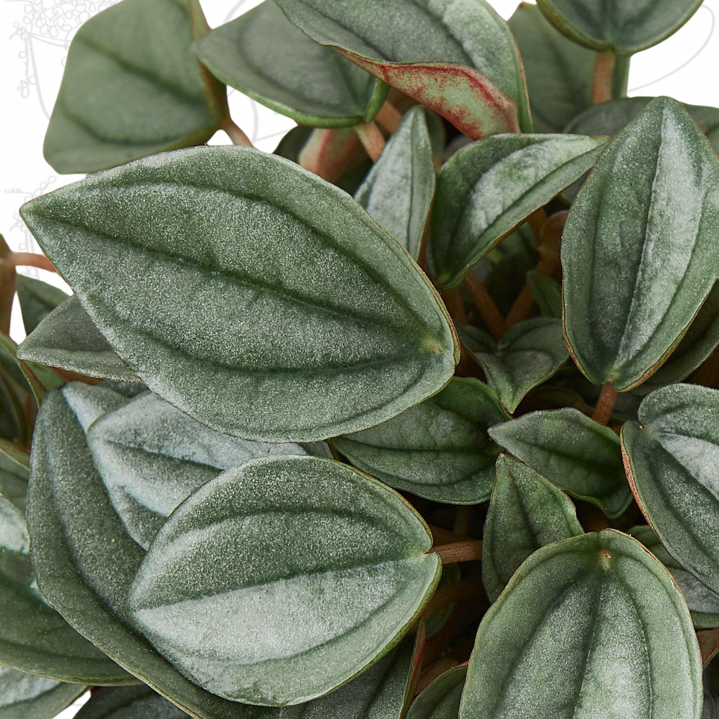 Peperomia 'Napoli Nights' - 4" Pot