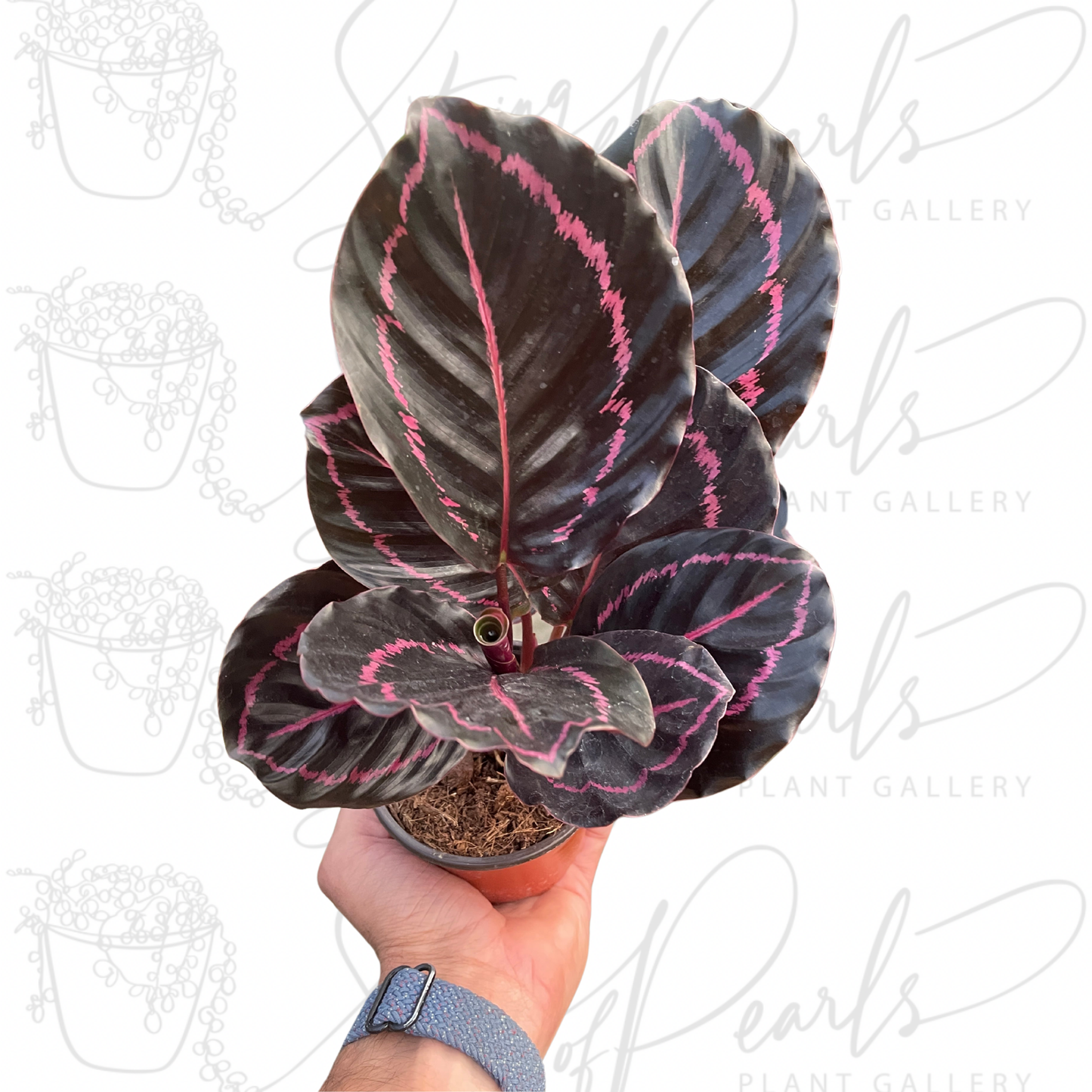 Calathea 'Dottie'