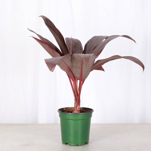 Cordyline - 4" Live Plant