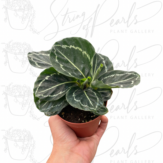 Calathea 'Green Goddess'