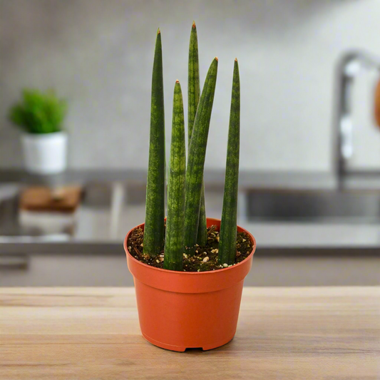 Snake Plant 'Cylindrica'