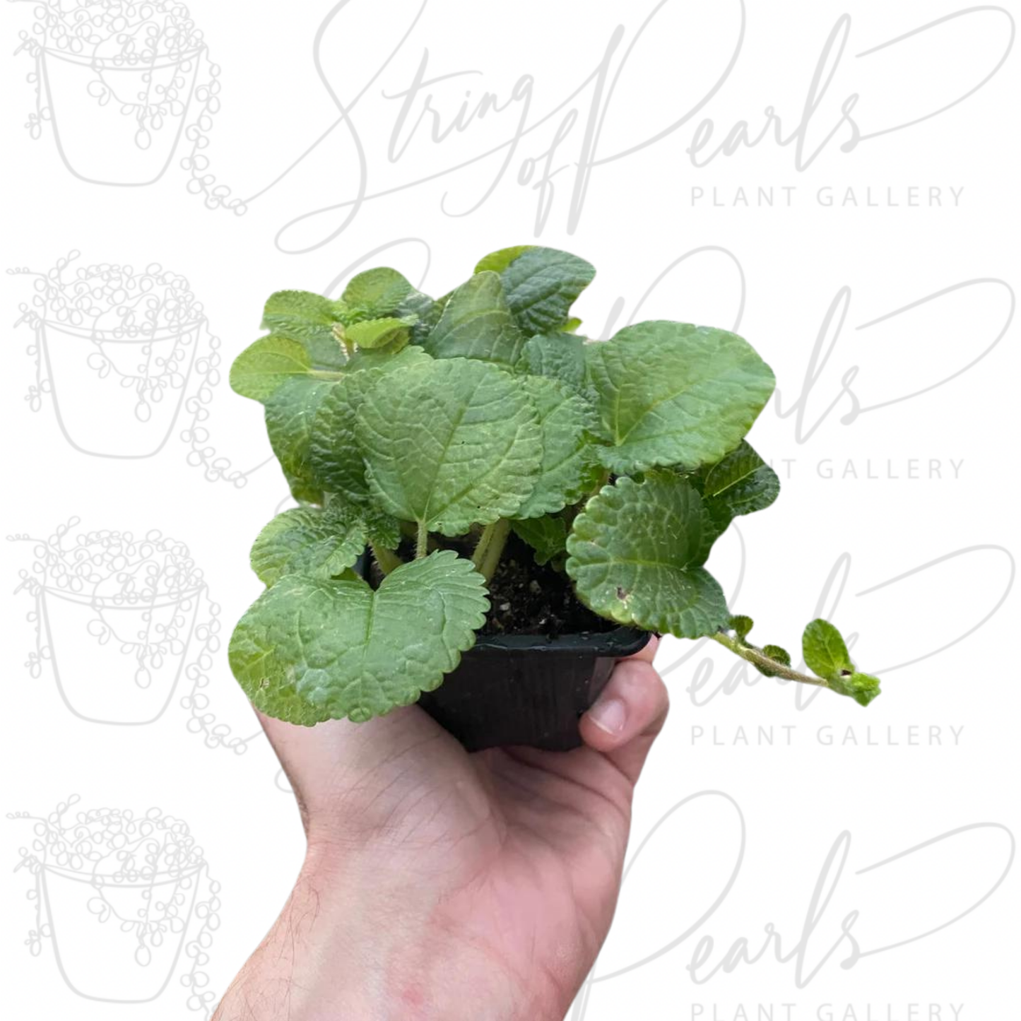 Pilea 'Crinkle'