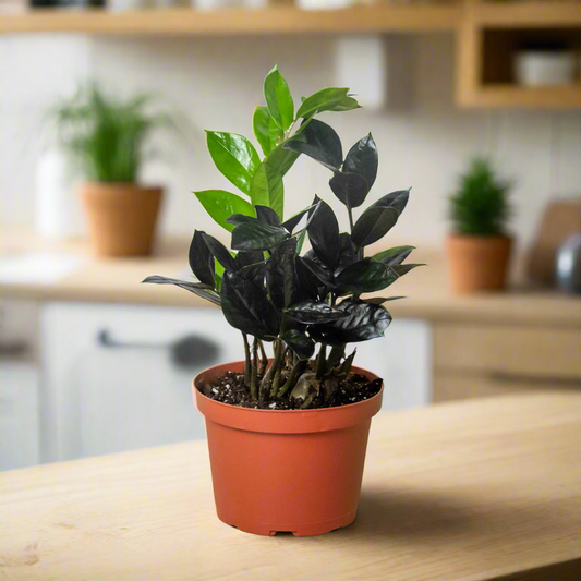 ZZ Zamioculcas 'Black Queen'