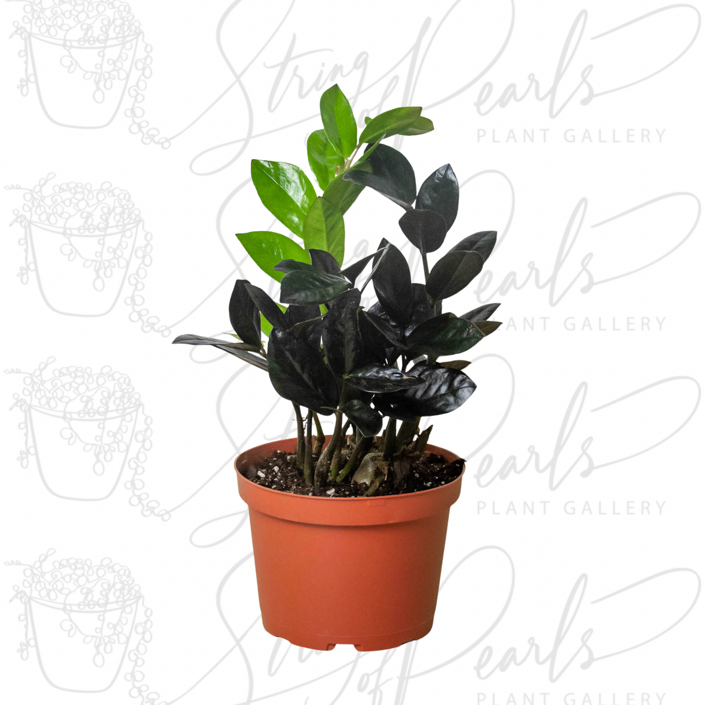 ZZ Zamioculcas 'Black Queen'