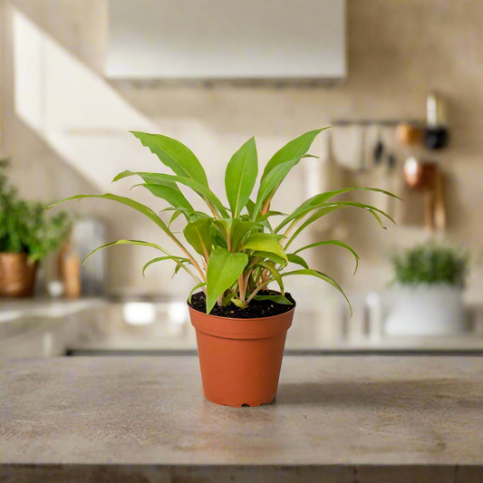 Spider Plant 'Fire Flash'