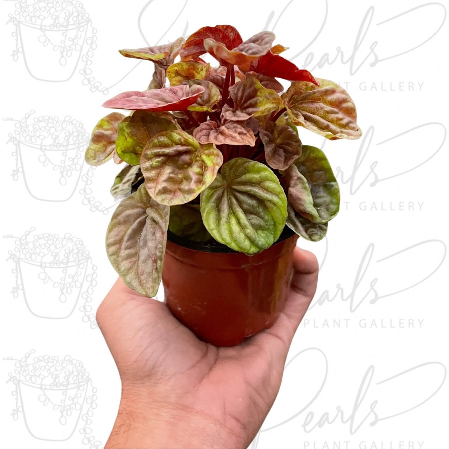 Peperomia 'Quito'