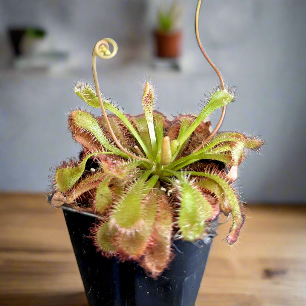 Drosera Spatulata "SunDew '