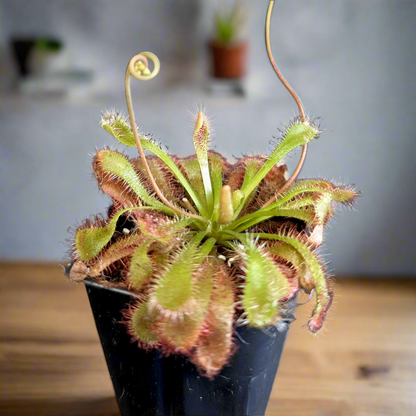 Drosera Spatulata "SunDew '