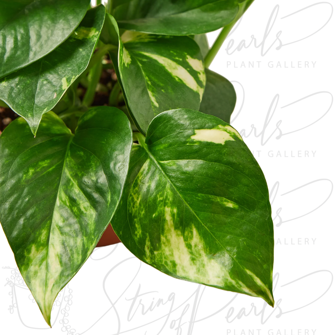 pothos golden plant