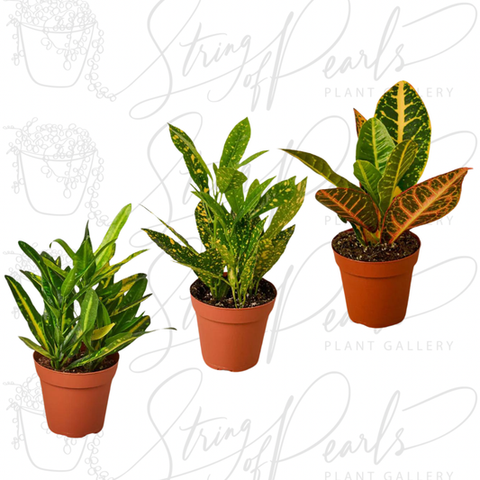 3 Croton Variety Pack / 4" Pot / Live Plant / House Plant