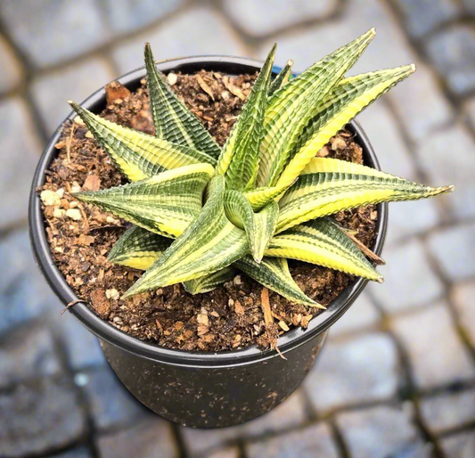 Haworthia Aurea