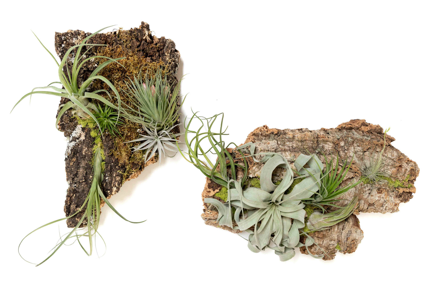 Fully Assembled Air Plant Cork Bark Displays- Multiple Sizes