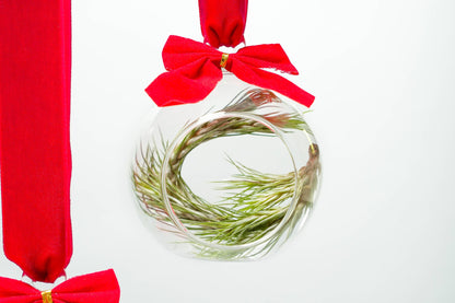 Mini Velvet Bow Ornament Globes with Assorted Air Plants