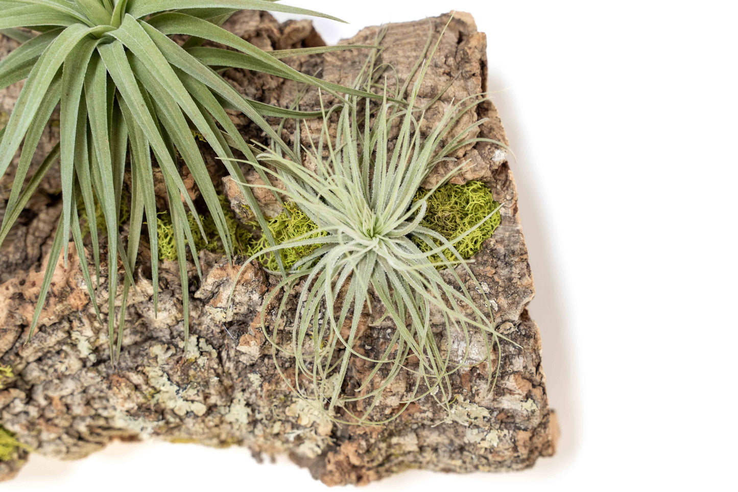 Fully Assembled Air Plant Cork Bark Displays- Multiple Sizes