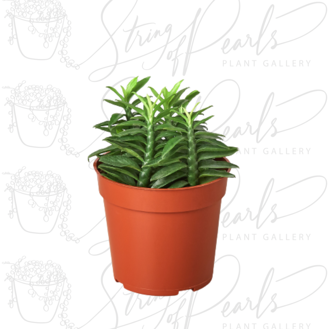 A small potted Crassula ‘Jade Necklace’ plant with neatly stacked, cylindrical green leaves that grow along its upright stems. The plant is housed in a terracotta-colored pot, showcasing its compact and symmetrical growth habit, which makes it a popular choice for succulent collections.