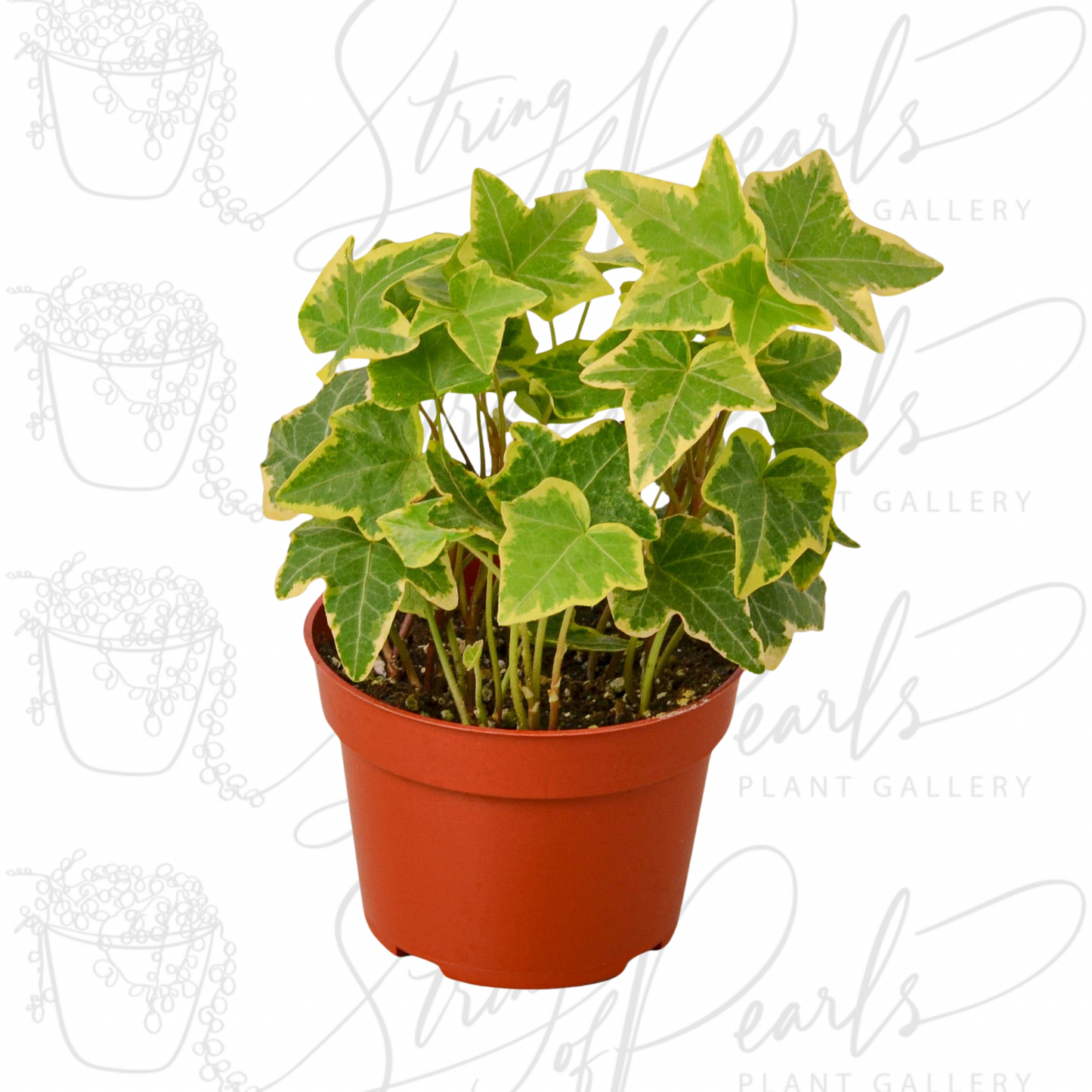 English Ivy Gold Child