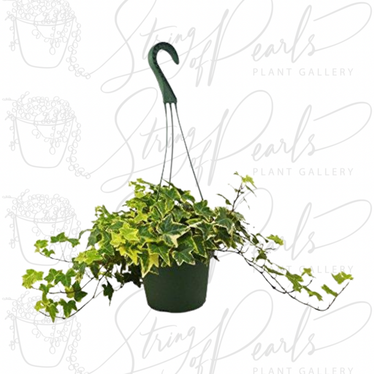 English Ivy Gold Child