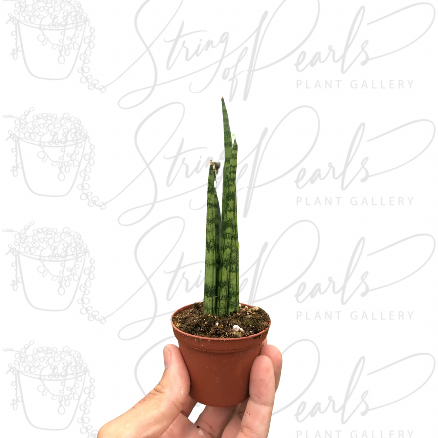 Snake Plant Cylindrica