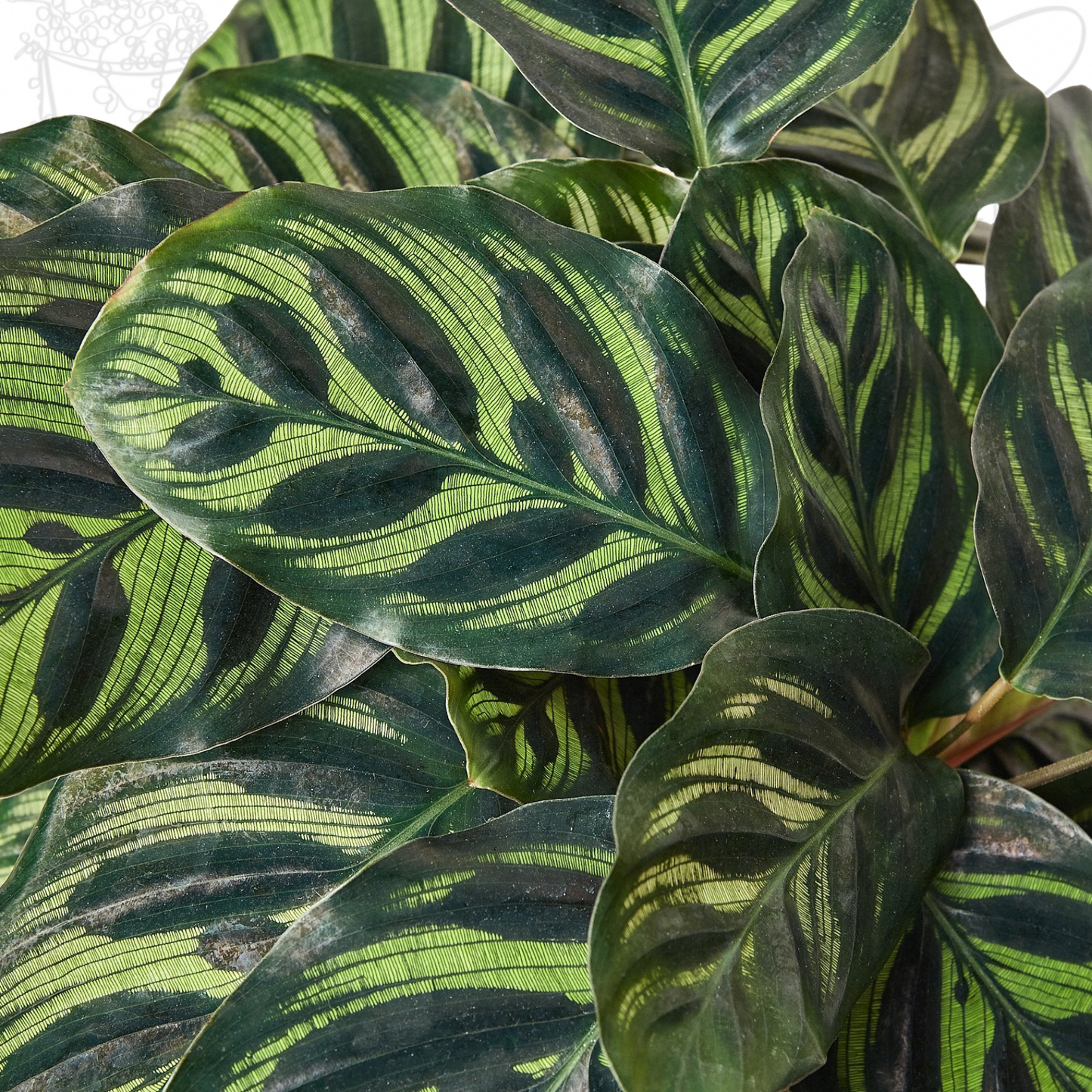 Calathea 'Makoyana'