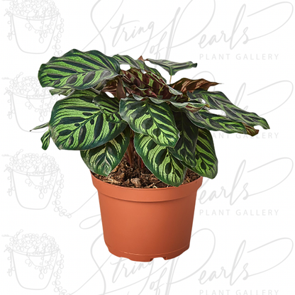 Calathea 'Makoyana'