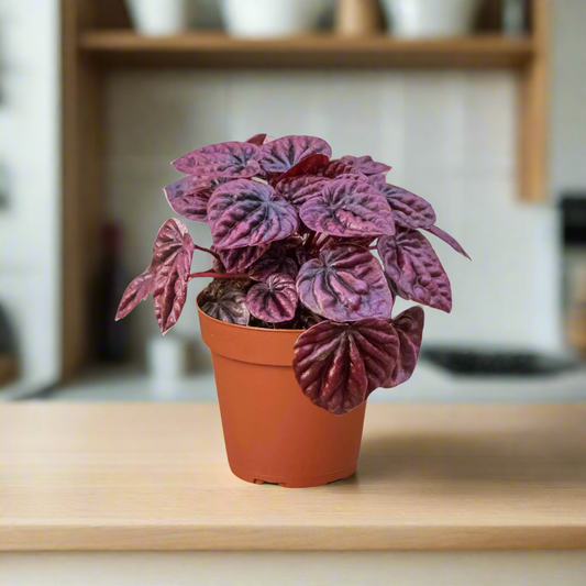 Peperomia 'Ripple Red'