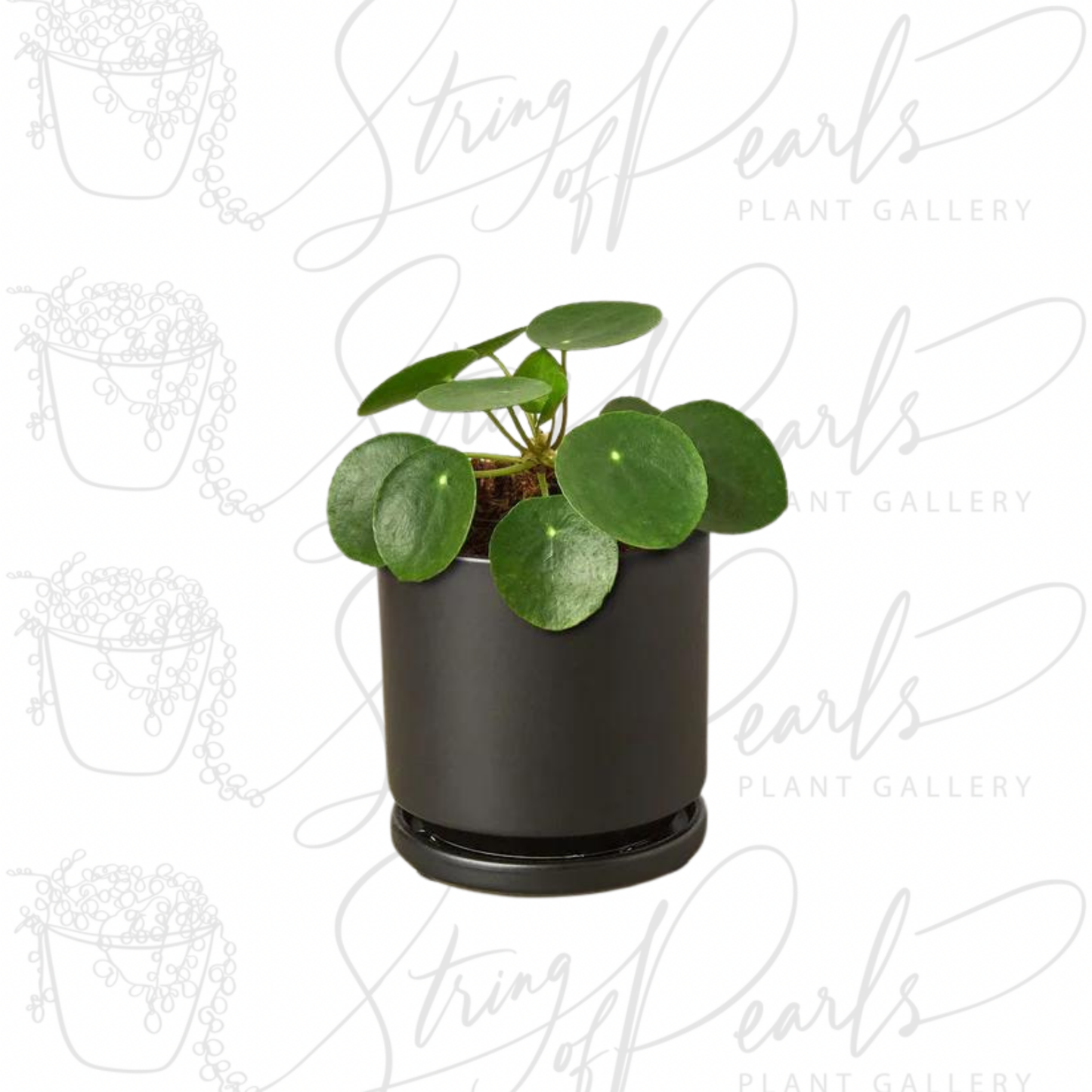 Pilea Peperomioides 'Chinese Money'