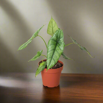 Alocasia 'Dragons Breath'