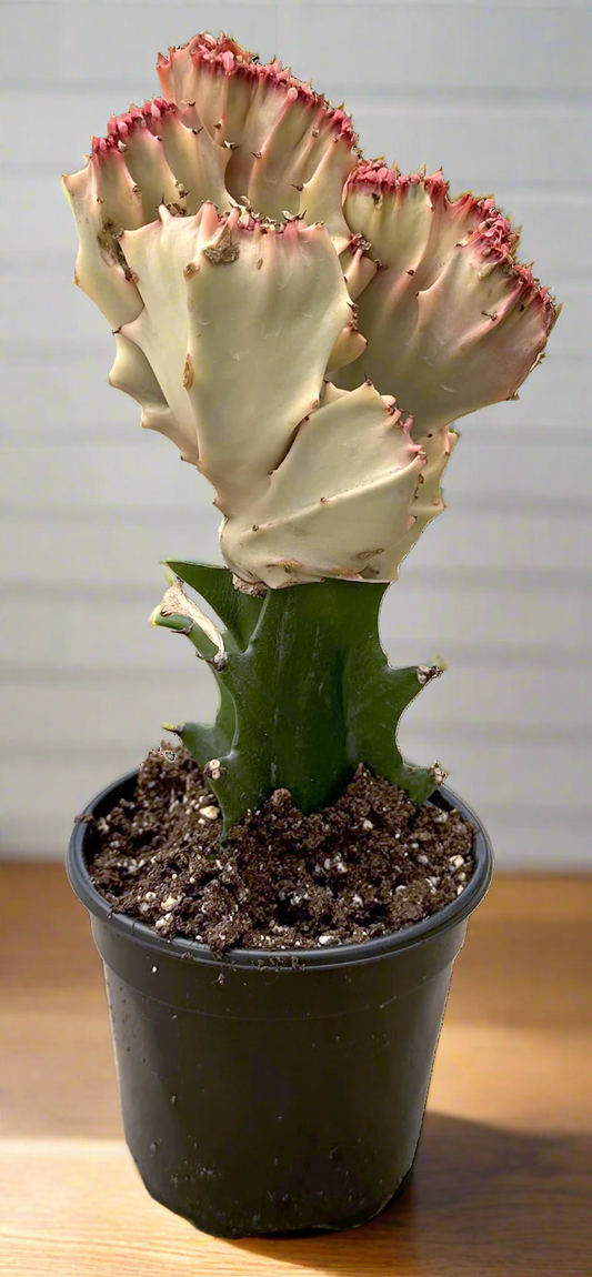 Cactus Mermaid Tail Pink