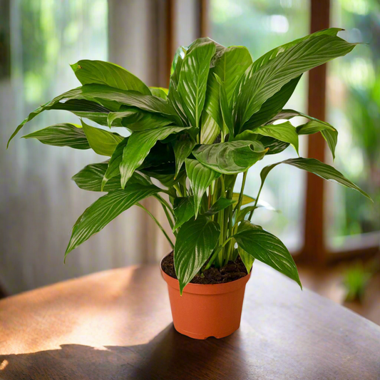 Spathiphyllum 'Peace Lily'