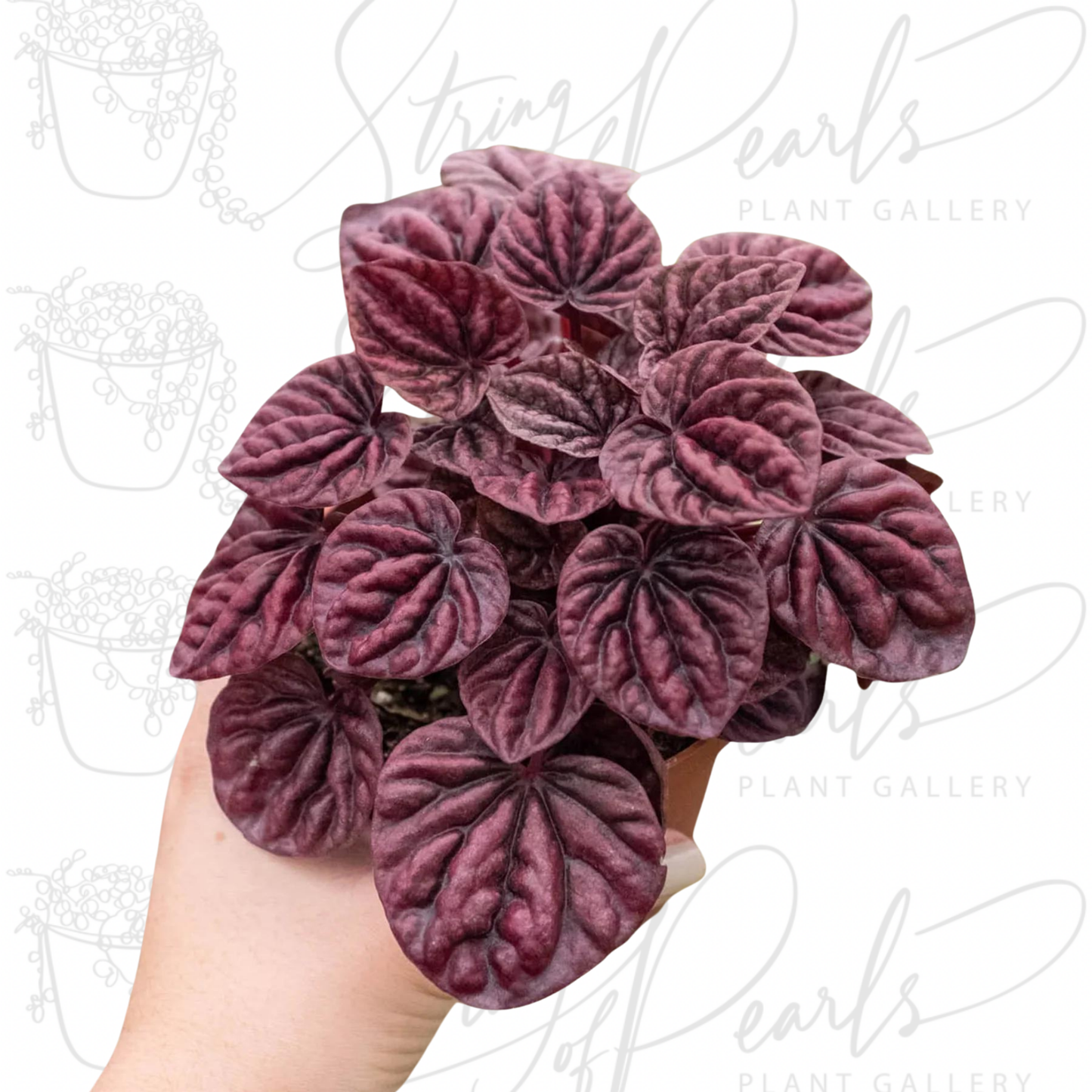 Peperomia 'Ripple Red'