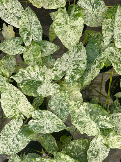 Alocasia 'Blizzard' - Alocasia Odora Batik