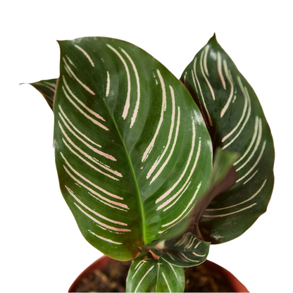 Calathea 'Ornata'