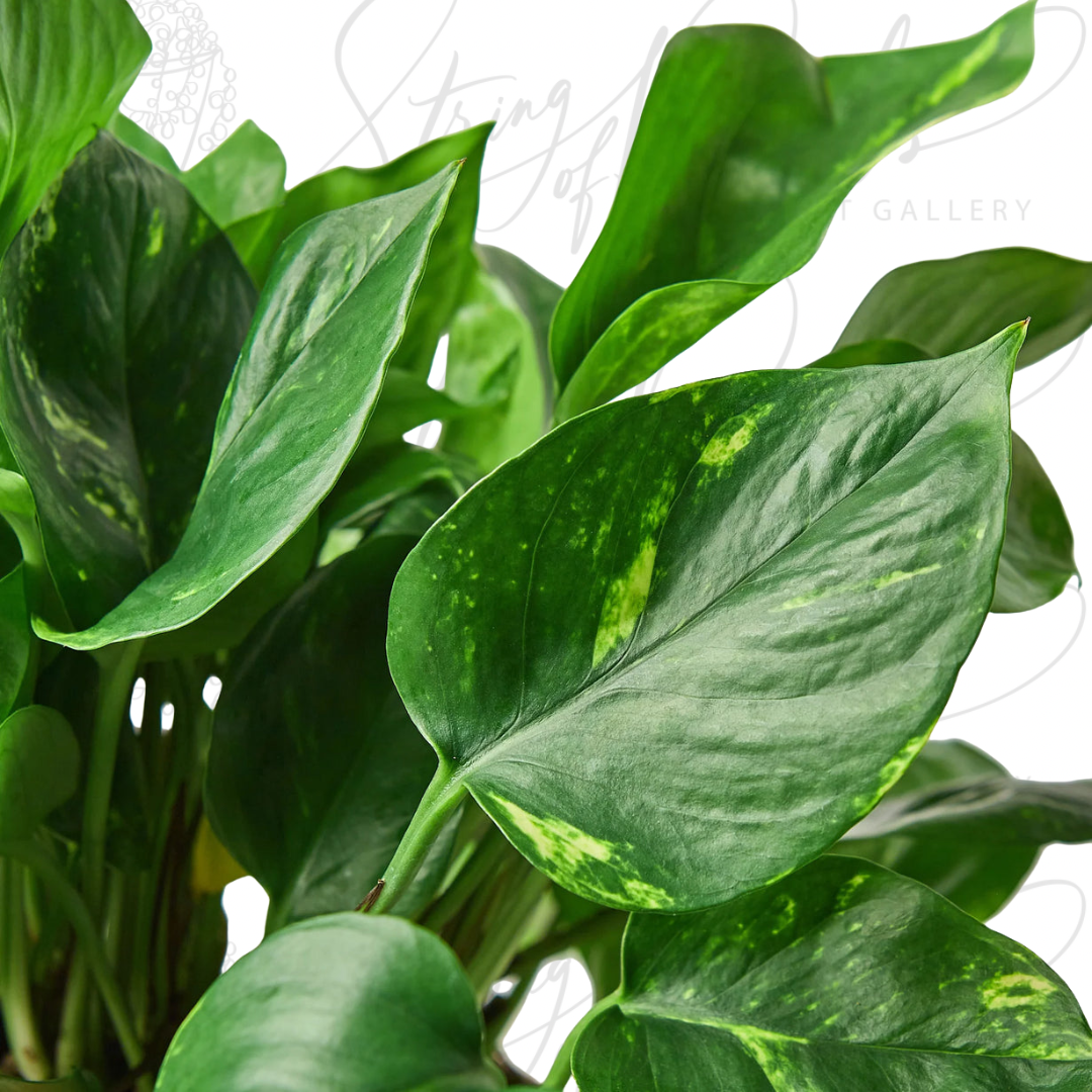 pothos golden plant