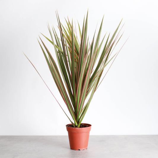 Dracaena Marginata, Dragon Tree - Live Plant