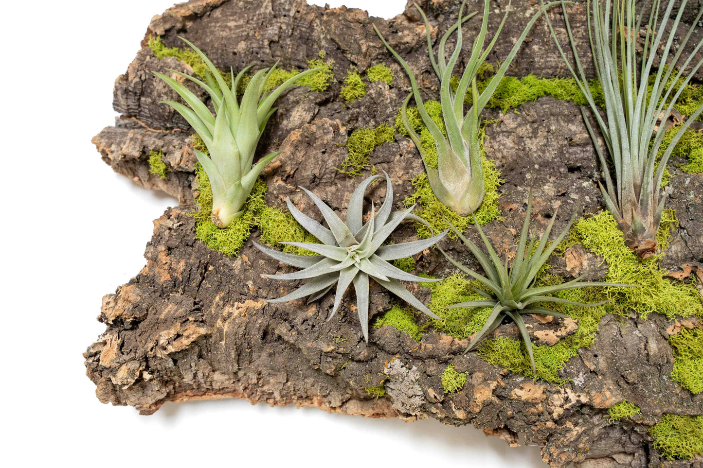 Fully Assembled Air Plant Cork Bark Displays- Multiple Sizes