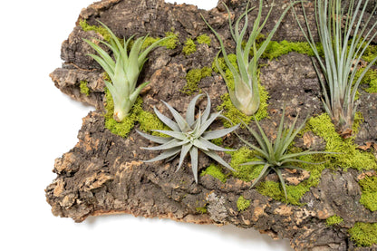 Fully Assembled Air Plant Cork Bark Displays- Multiple Sizes