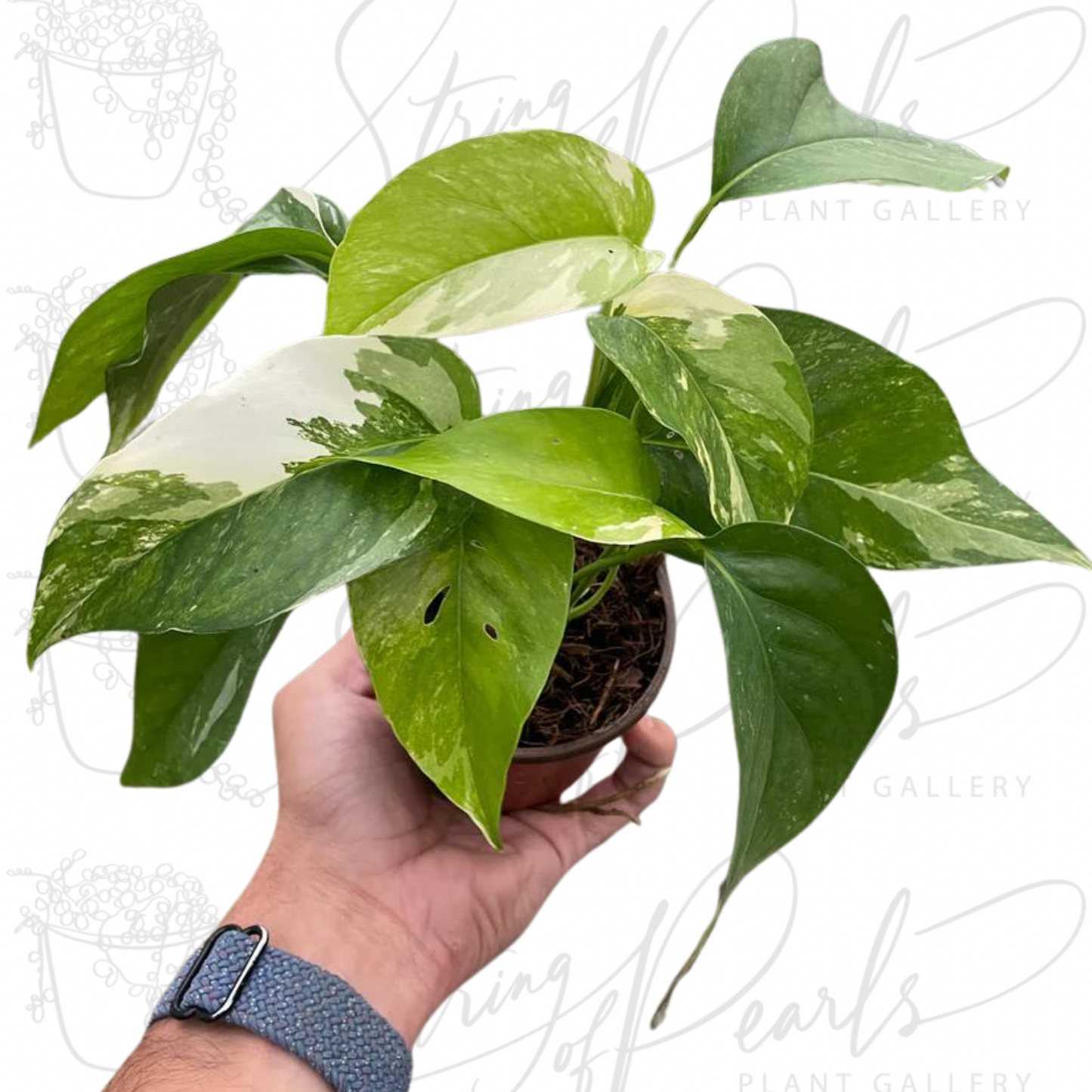 Pothos 'Albo Variegata'