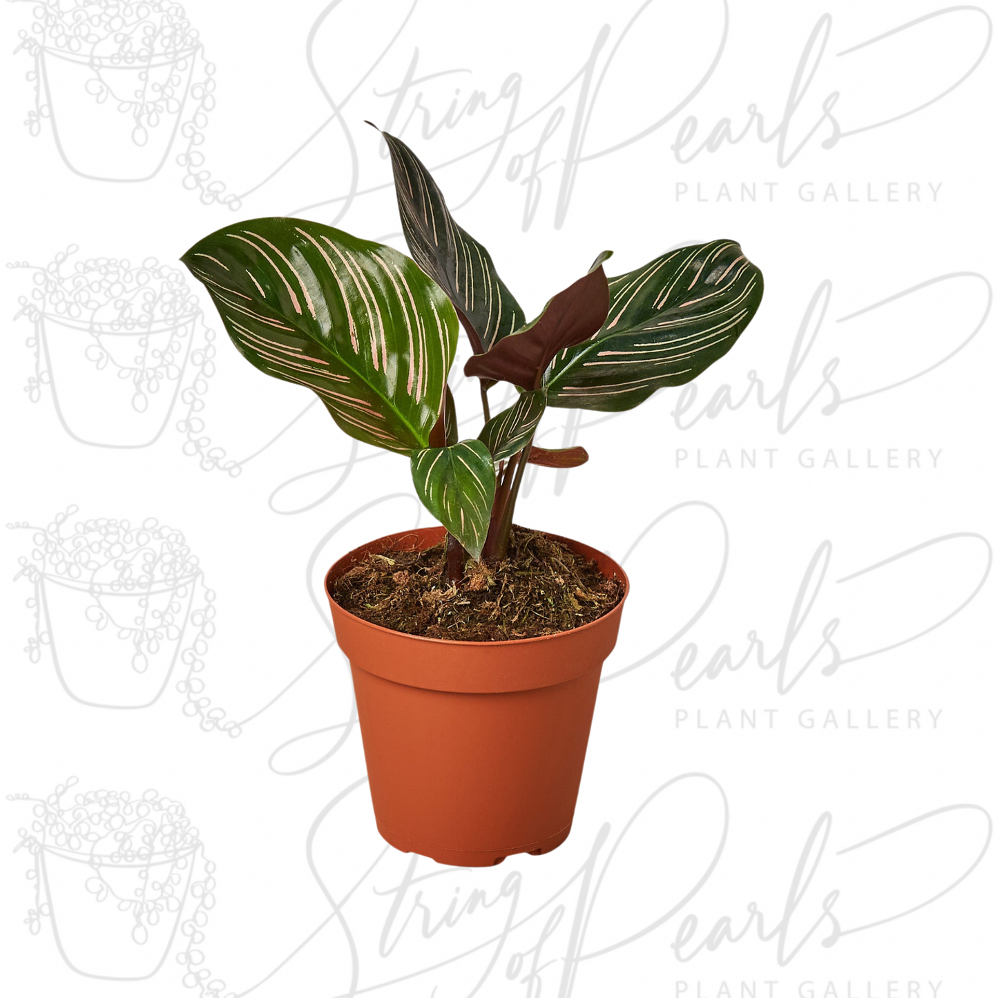 Calathea 'Ornata'