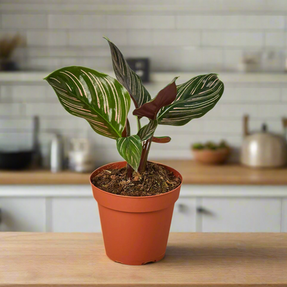 Calathea 'Ornata'