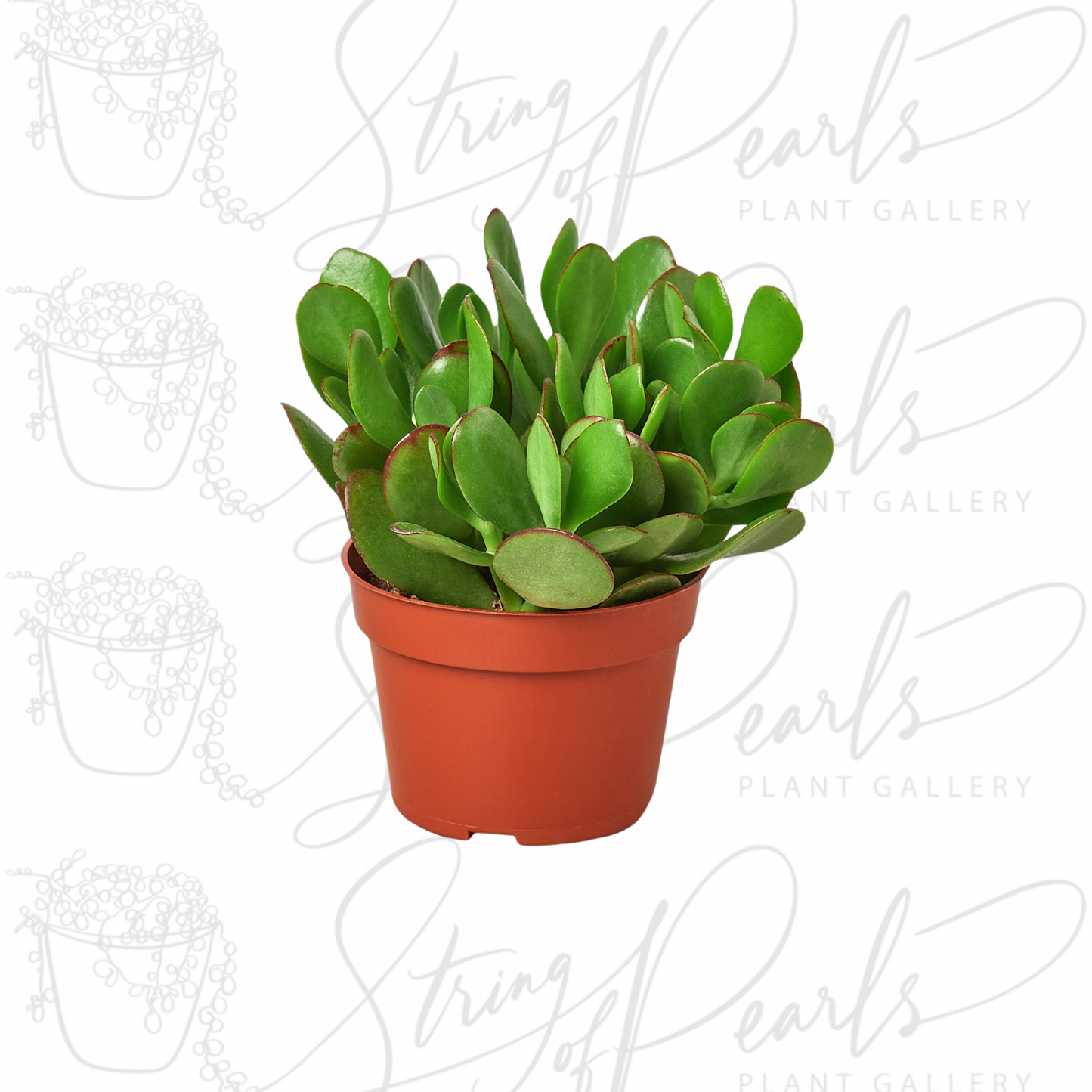 Succulent Crassula 'Jade'