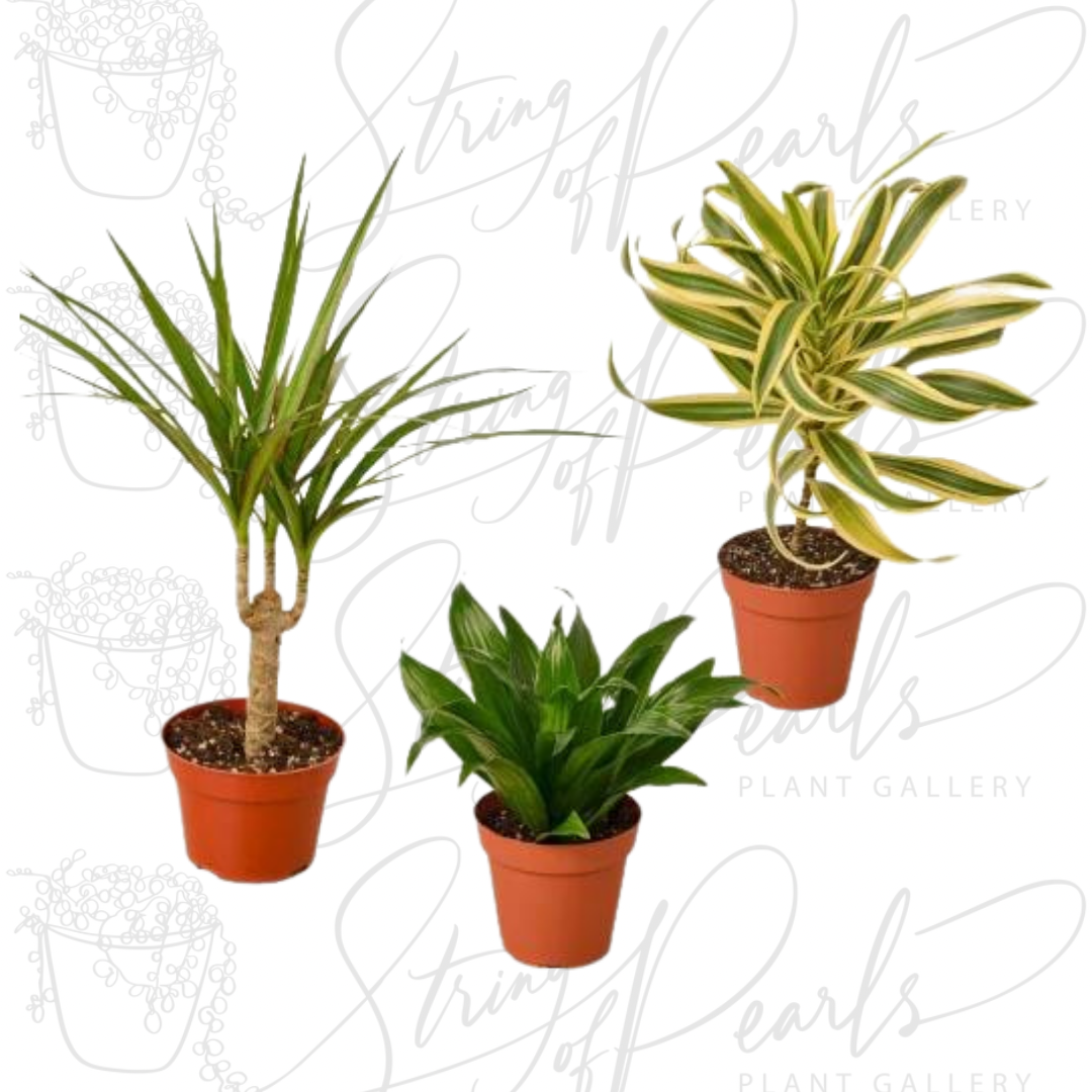 3 Different Dracaenas Variety Pack - 4" Pot