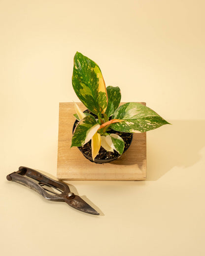 4" Variegated Philodendron Green Congo 'Copper Flame'