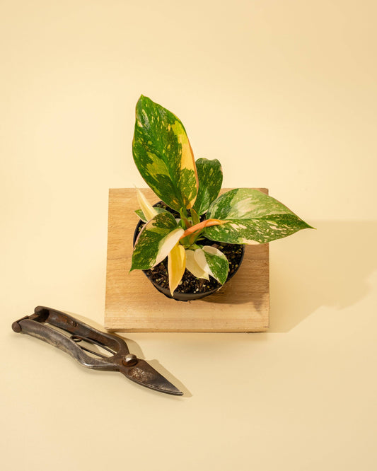 4" Variegated Philodendron Green Congo 'Copper Flame'