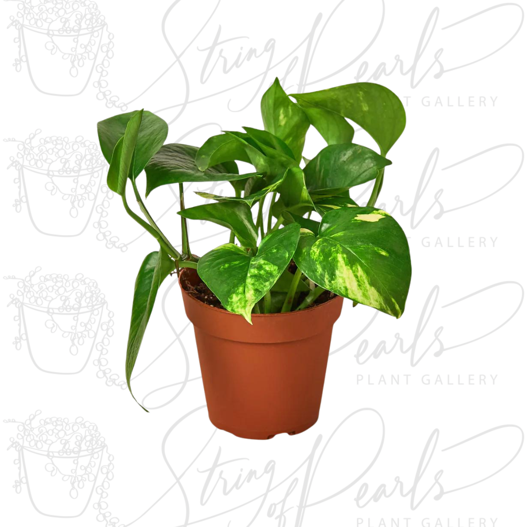 pothos golden plant