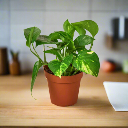 pothos golden plant